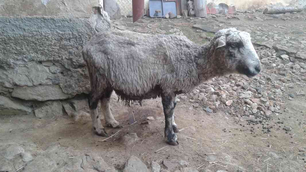 Prodám chovného berana - foto 3