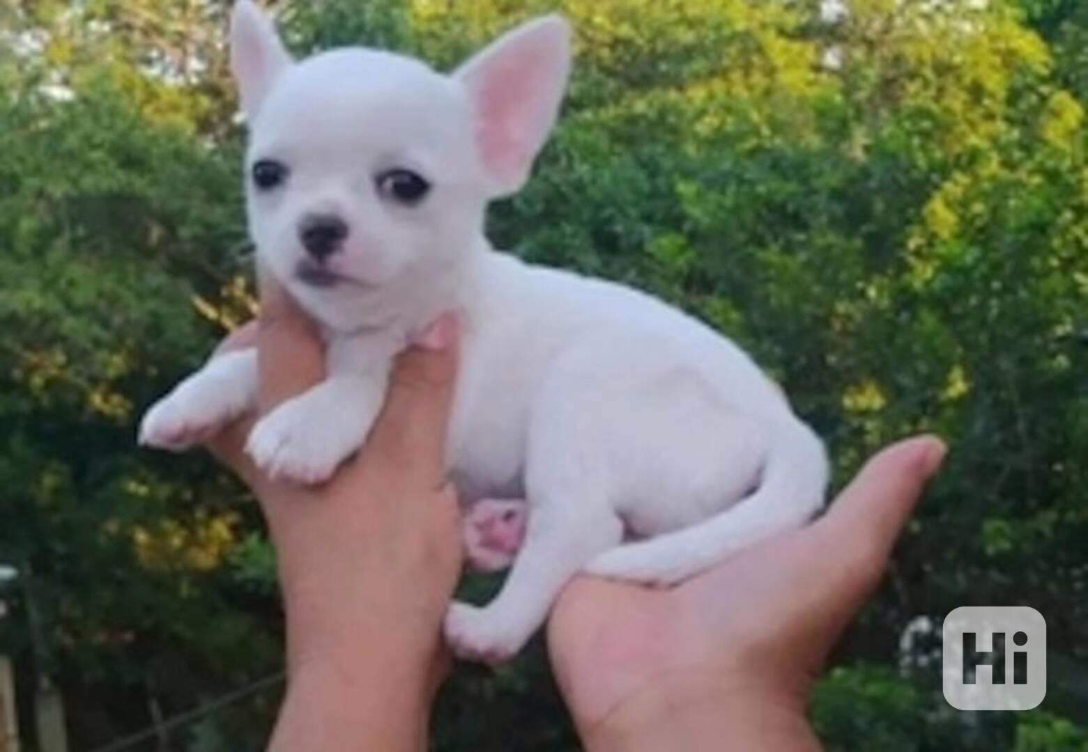 Štěňata čivavy k adopci zdarma - foto 1