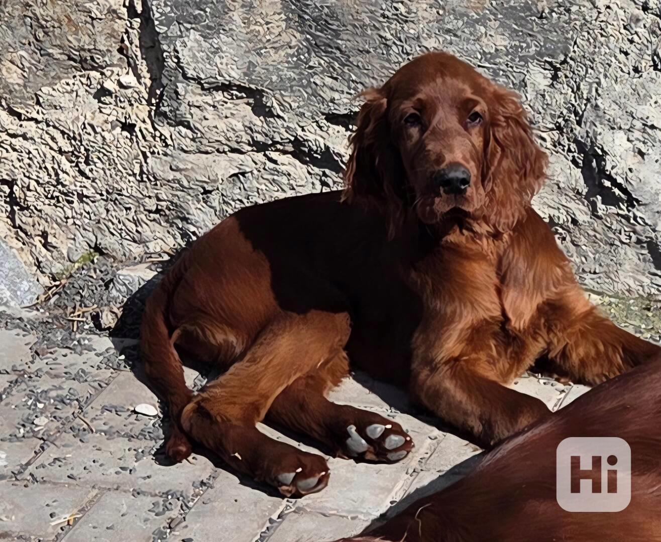 Irský setr s PP - foto 1