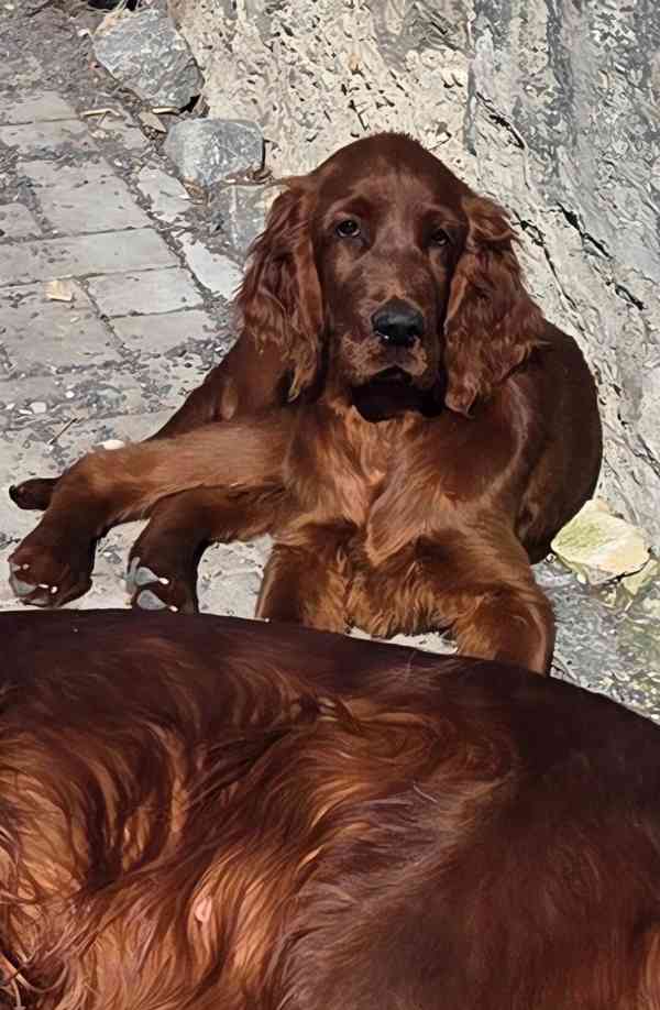 Irský setr s PP - foto 3