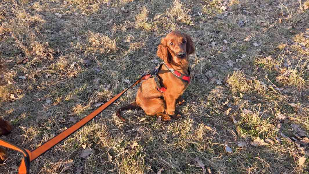 Irský setr s PP - foto 4