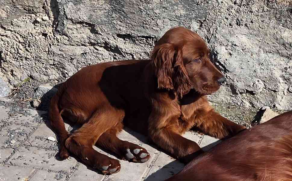 Irský setr s PP - foto 2