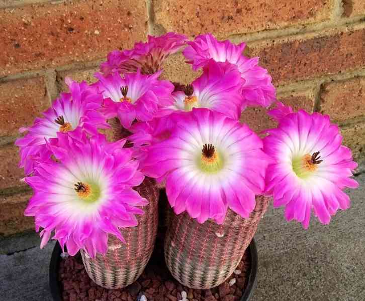 Kaktus Echinocereus pectinatus v. rubrispinus - SEMENA - foto 1