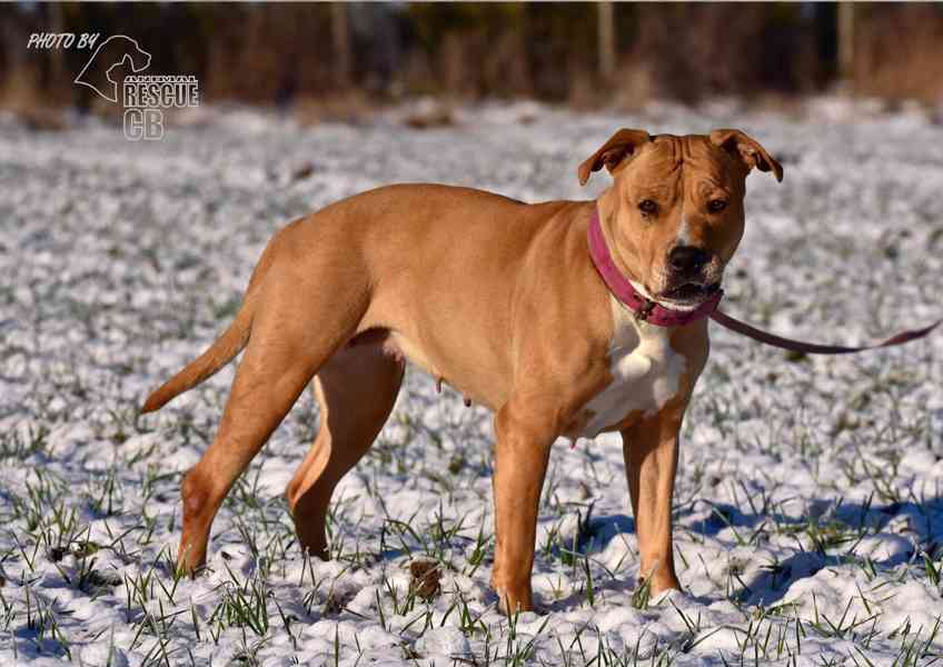 Darujeme opuštěnou fenu AST - foto 9