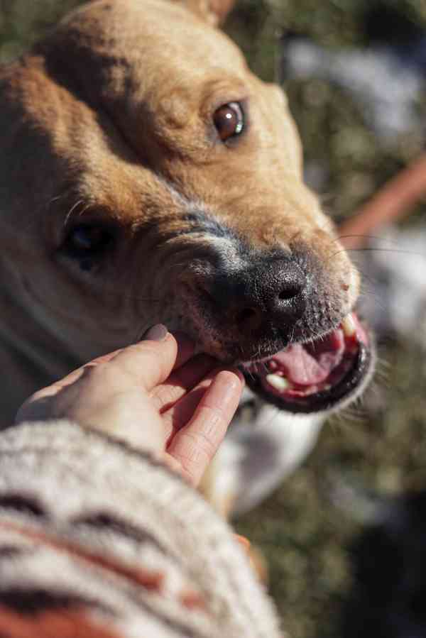 Darujeme opuštěnou fenu AST - foto 3