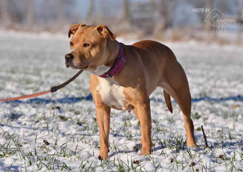Darujeme opuštěnou fenu AST - foto 5