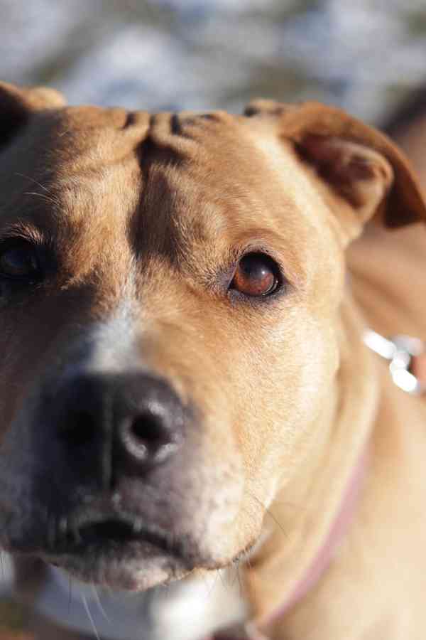 Darujeme opuštěnou fenu AST - foto 4