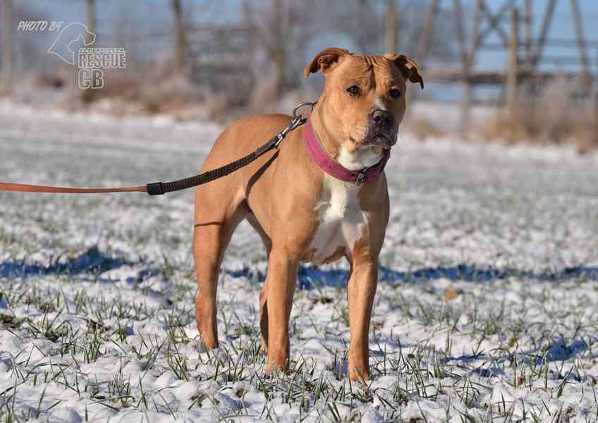 Darujeme opuštěnou fenu AST - foto 7