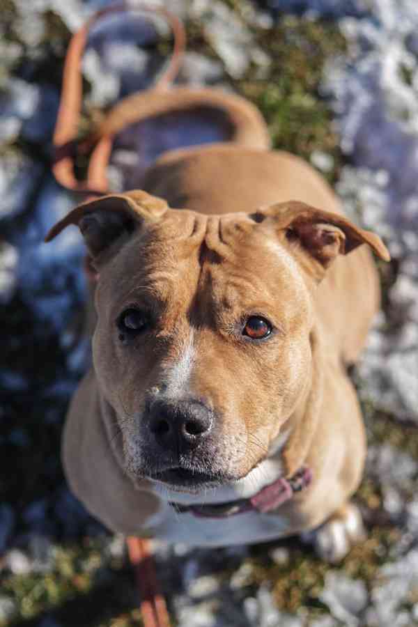 Darujeme opuštěnou fenu AST - foto 2