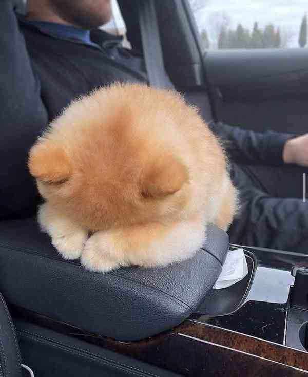 Nabízíme k prodeji štěňata pomeraniana - foto 2