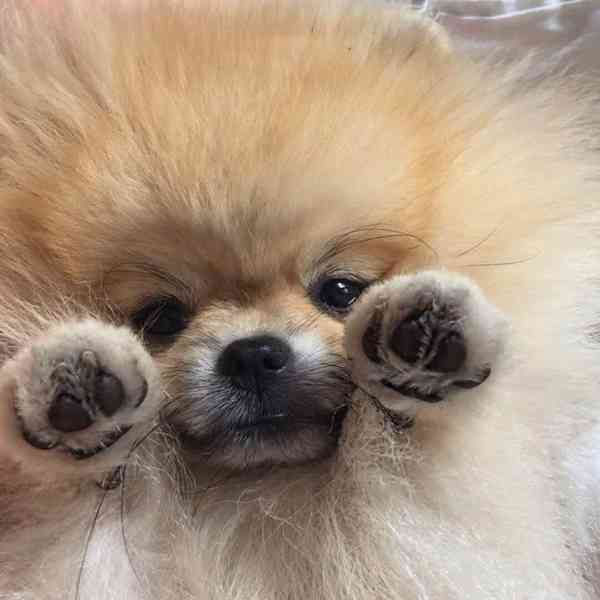 Nabízíme k prodeji štěňata pomeraniana - foto 4