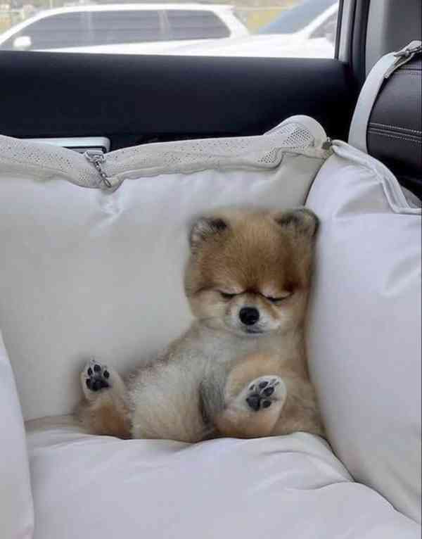 Nabízíme k prodeji štěňata pomeraniana - foto 3