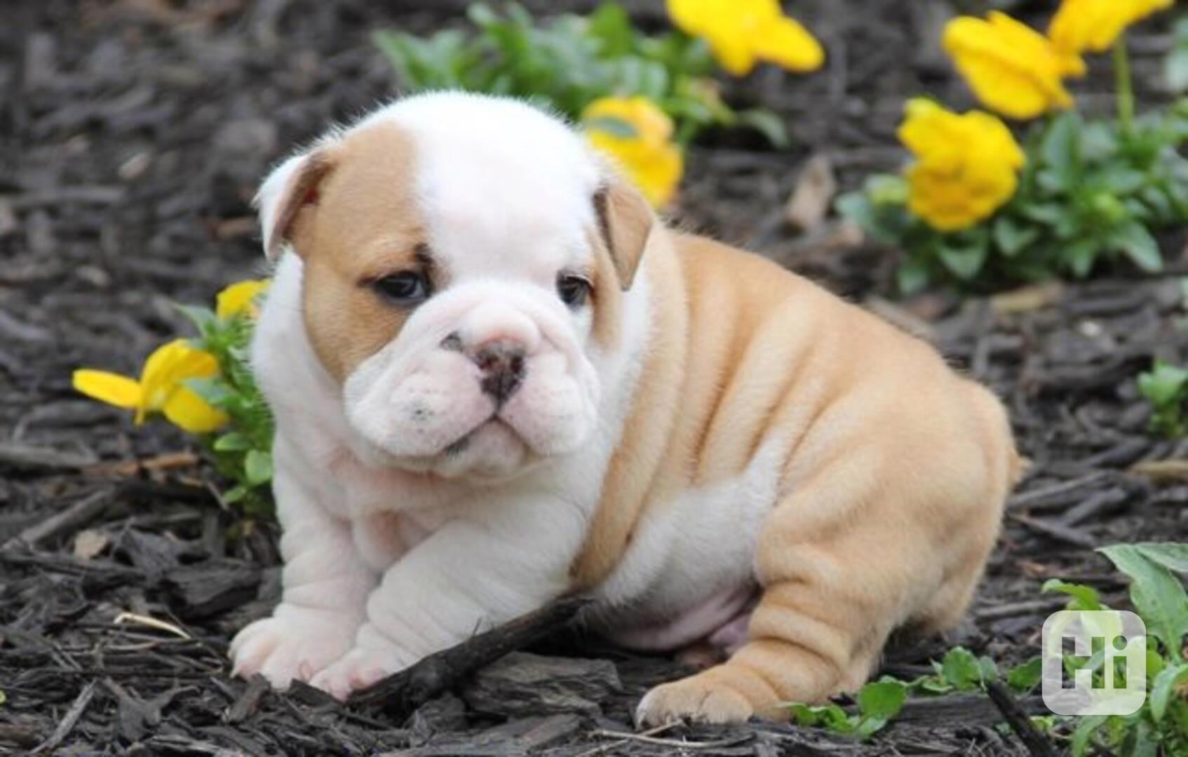 Štěňátka Anglického buldočka s pp - foto 1