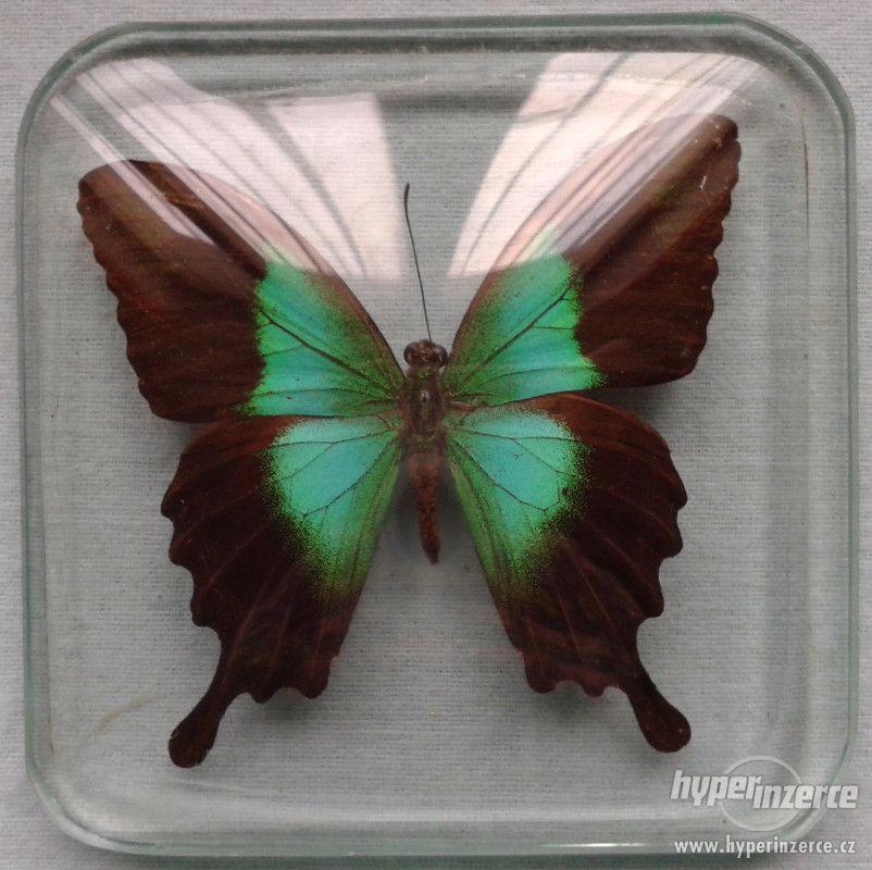 Motýl ve skle - Papilio blumei - foto 1