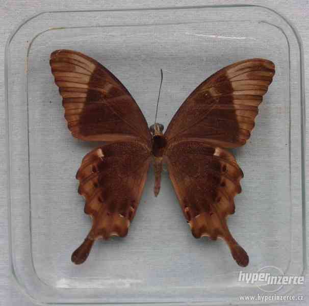 Motýl ve skle - Papilio blumei - foto 2