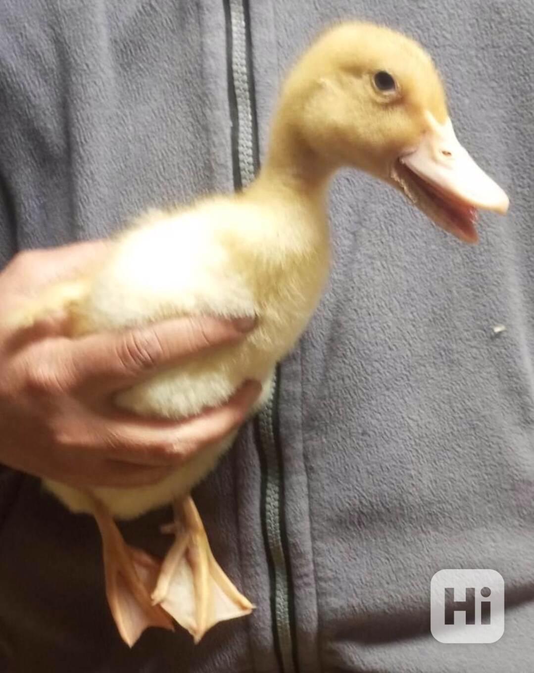 🦆 Prodej KACHŇAT 🦆 - foto 1