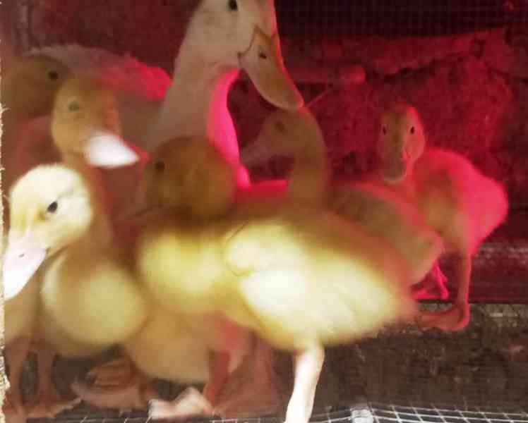 🦆 Prodej KACHŇAT 🦆 - foto 5