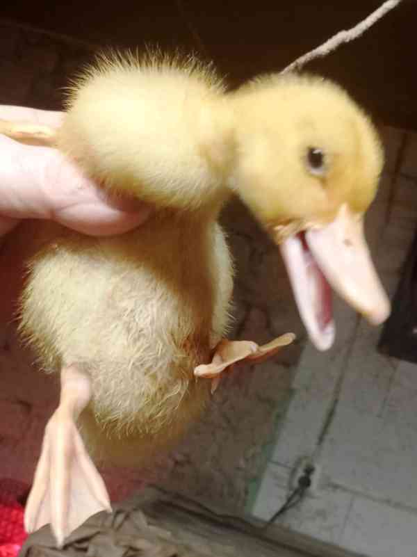 🦆 Prodej KACHŇAT 🦆 - foto 3