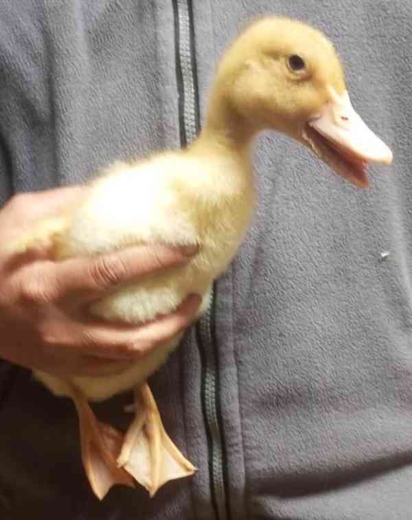 🦆 Prodej KACHŇAT 🦆