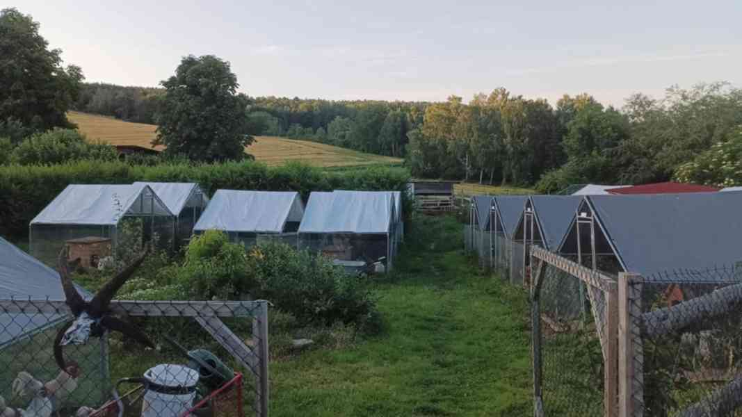 🦆 Prodej KACHŇAT 🦆 - foto 8
