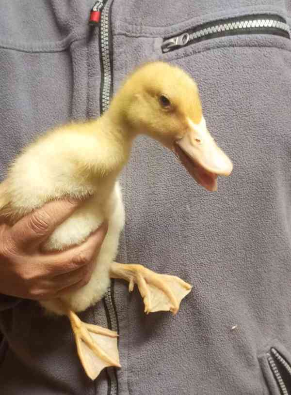 🦆 Prodej KACHŇAT 🦆 - foto 2