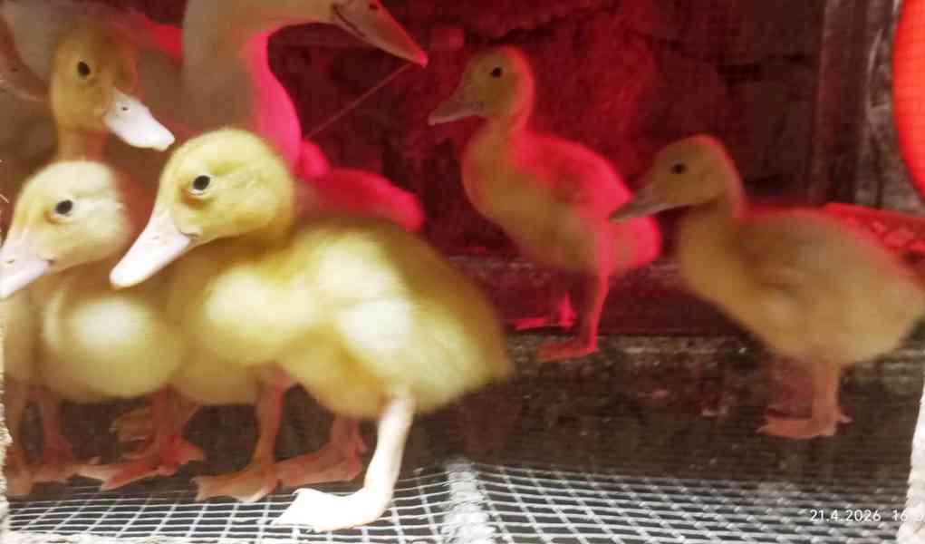 🦆 Prodej KACHŇAT 🦆 - foto 4