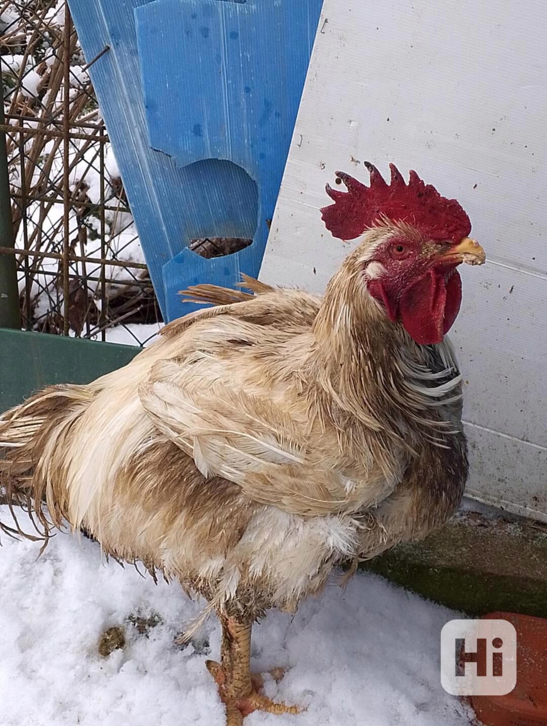 Daruji kohouta brojlera - foto 1