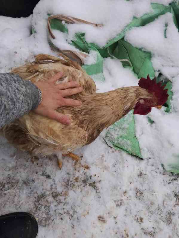 Daruji kohouta brojlera - foto 2