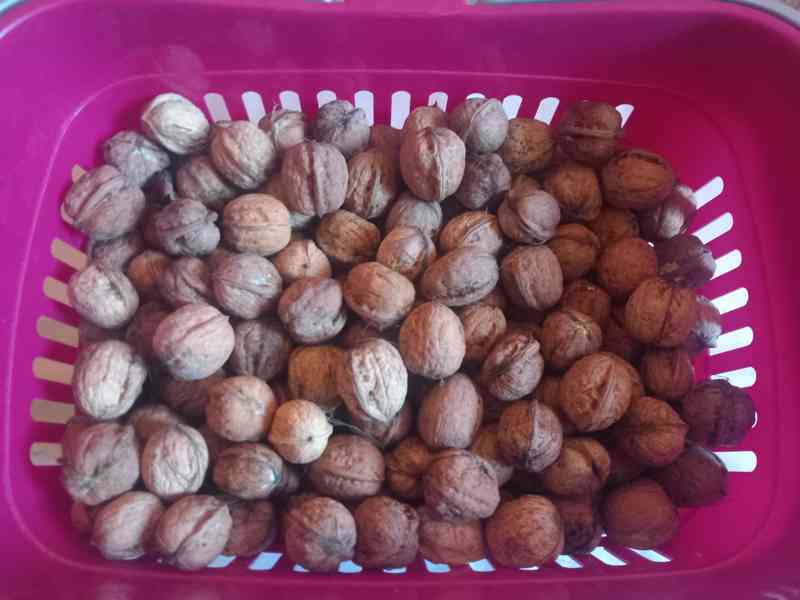Prodám vlašské ořechy, 5kg, čerstvé, teď nasbírané - foto 3