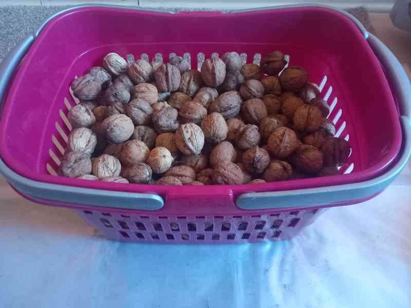 Prodám vlašské ořechy, 5kg, čerstvé, teď nasbírané - foto 4