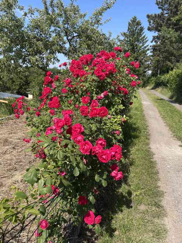 Chateau Vysočany - foto 16