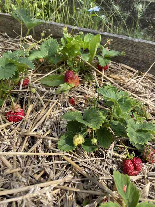 Chateau Vysočany - foto 15