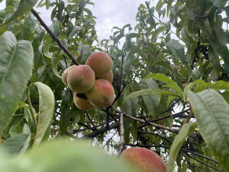 Chateau Vysočany - foto 17