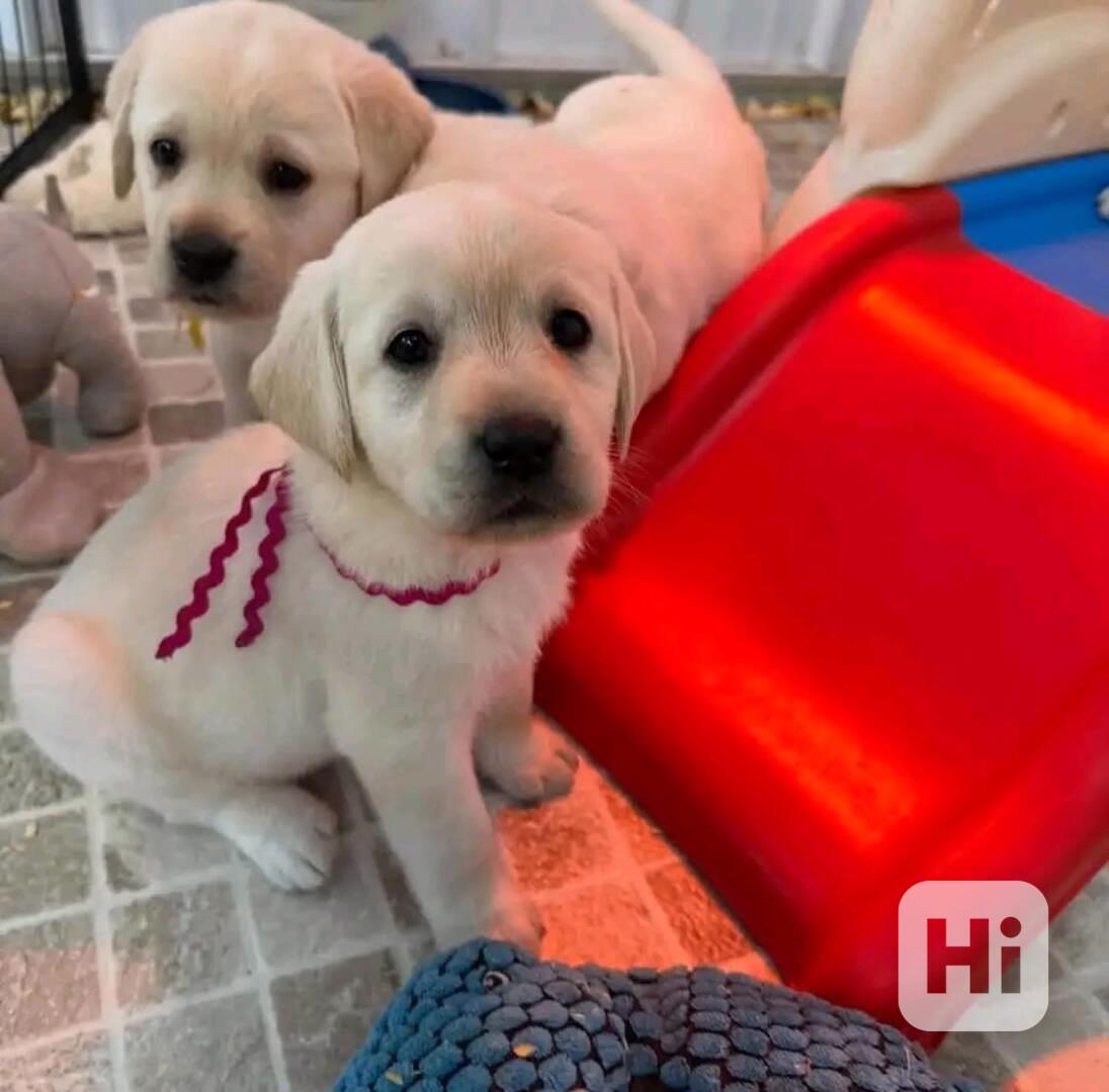 Prodávám labradora - foto 1