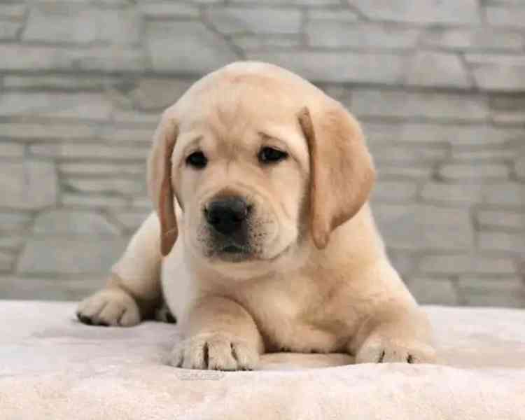 Prodávám labradora - foto 3