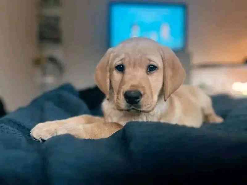 Prodávám labradora - foto 2