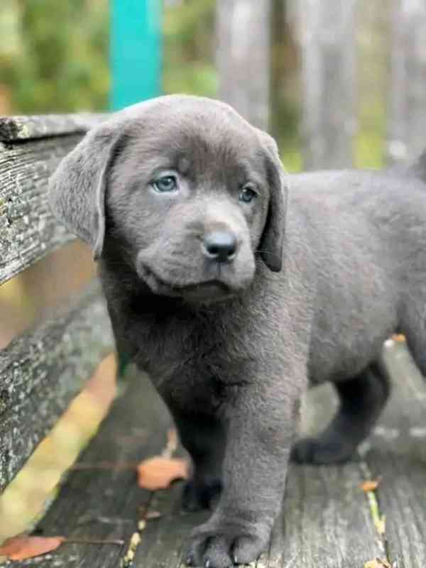 Prodávám labradora - foto 4