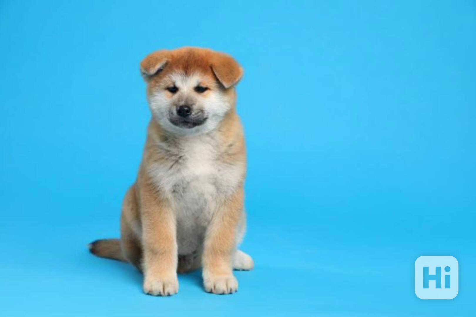 Hledáme milovníky Akita inu - foto 1