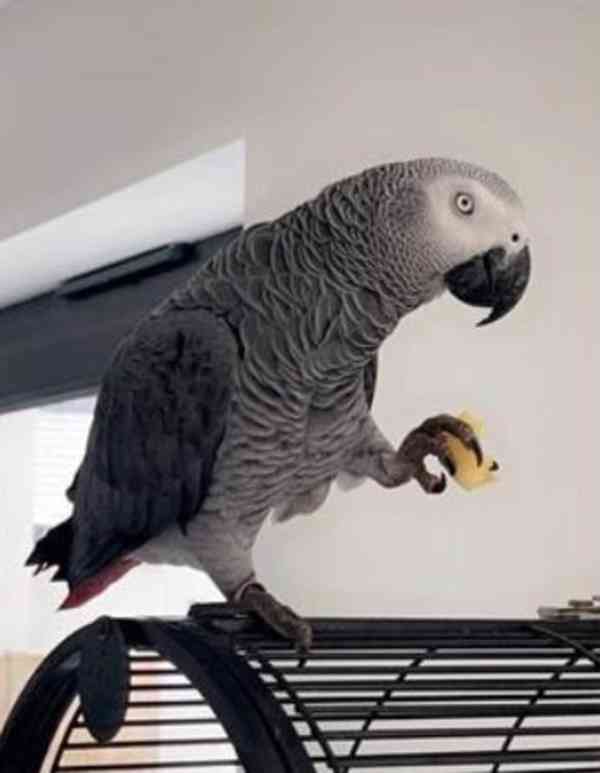 Zdravý africký papoušek šedý - foto 1