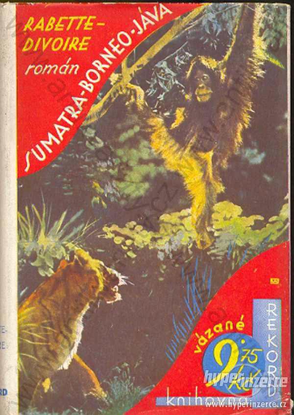 Sumatra-Borneo-Jáva Rebette, Divoire - foto 1