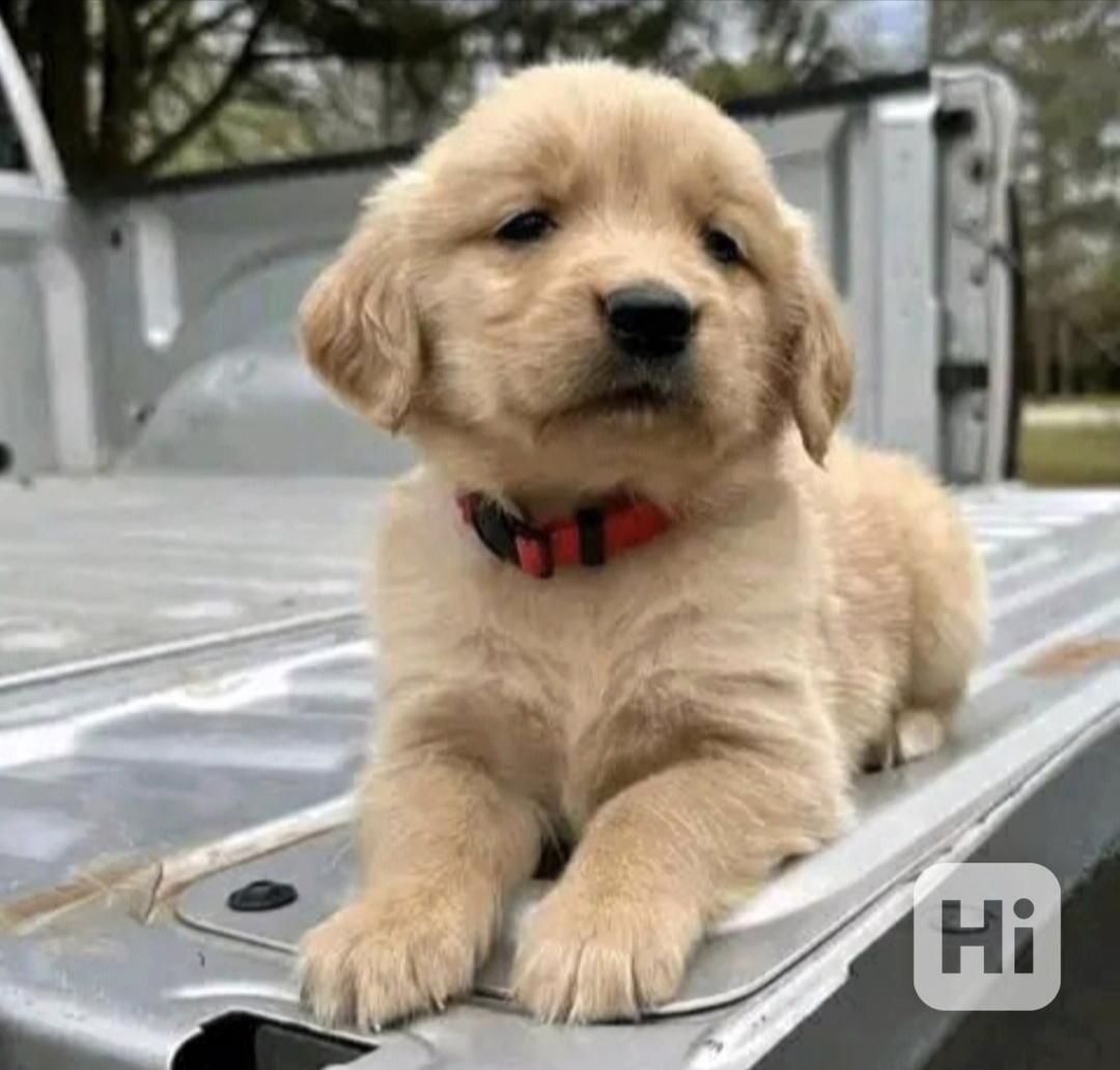 Štěňata zlatého retrívra hledají domov. - foto 1