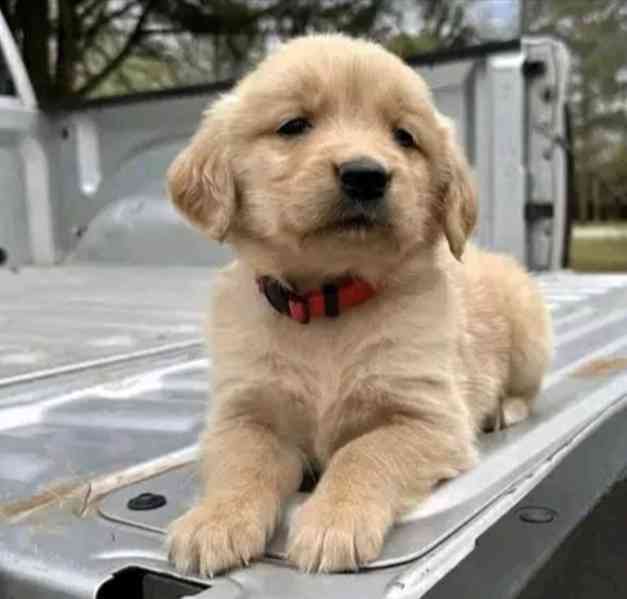 Štěňata zlatého retrívra hledají domov. - foto 1