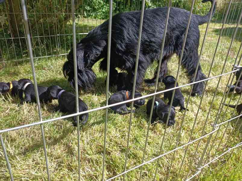 Štěňata  knírač střední černý - foto 3