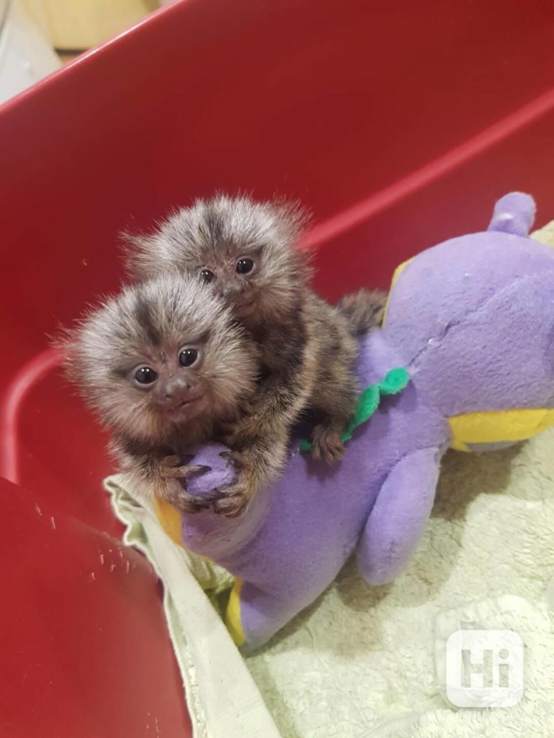 Zdravé opice Opice na prstech kosmanů k bezplatné adopci   - foto 1