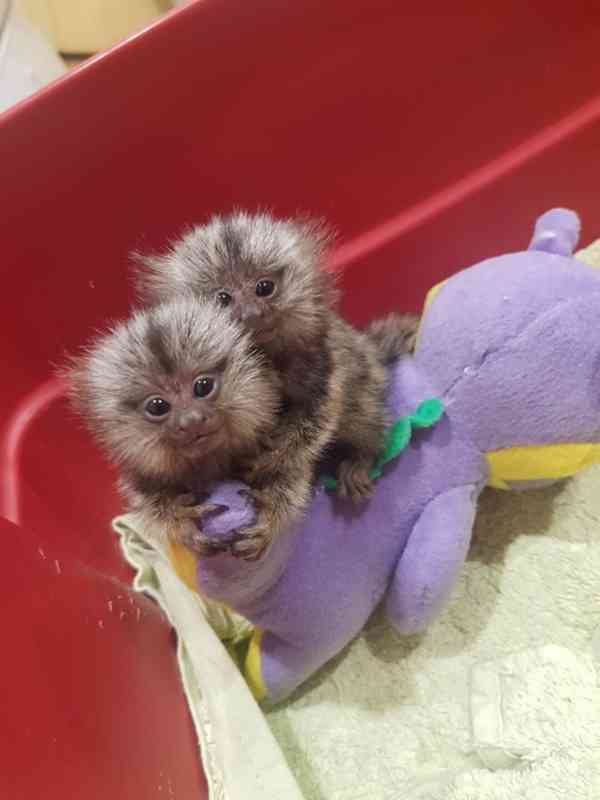 Zdravé opice Opice na prstech kosmanů k bezplatné adopci - foto 1