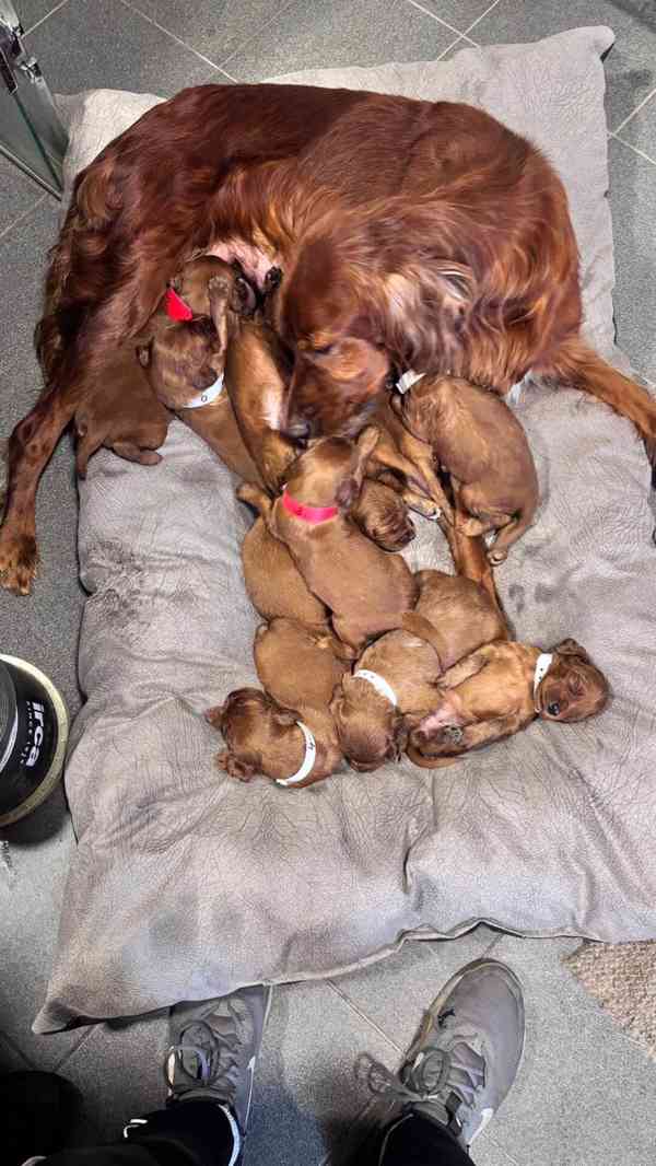 PRODEJ ŠTĚNAT - foto 4