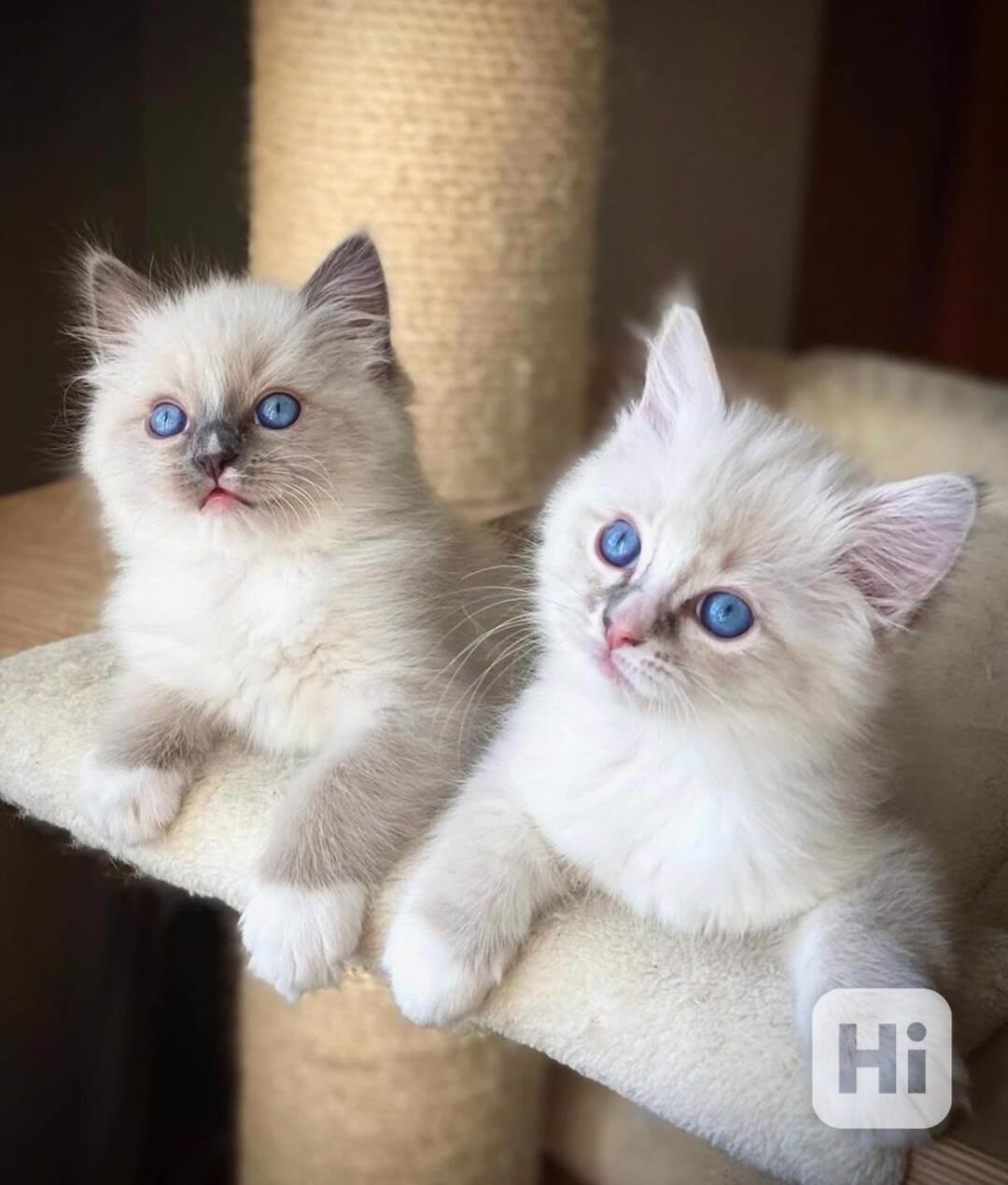 Koťata plemene Ragdoll na prodej - foto 1
