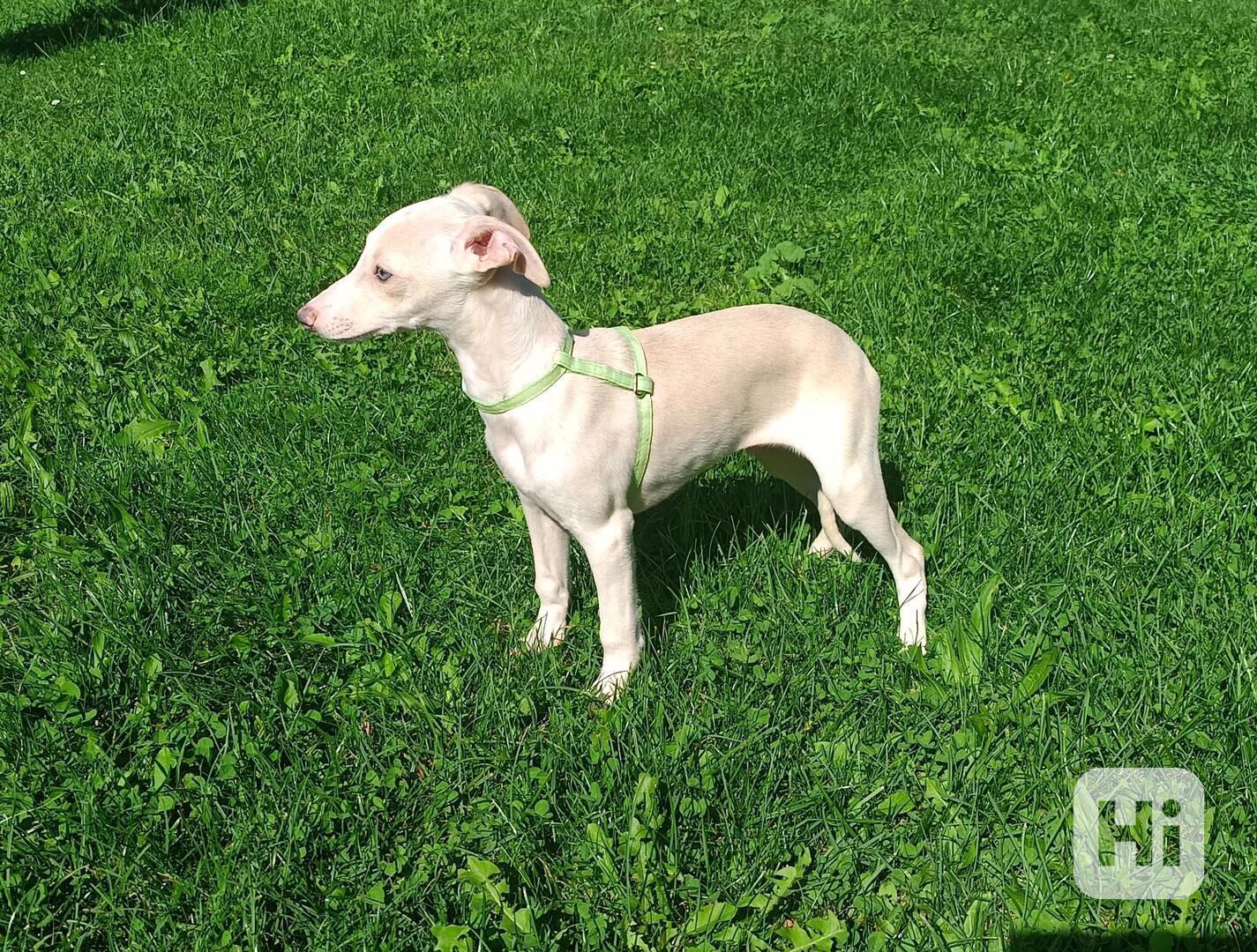 Whippet/Vipet/ - pejsek bez pp - foto 1