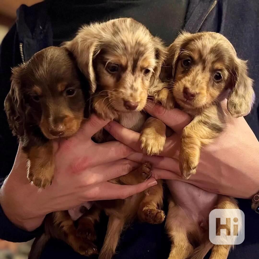 *Krásná štěňátka jezevčíků připravená na svůj trvalý domov!* - foto 1