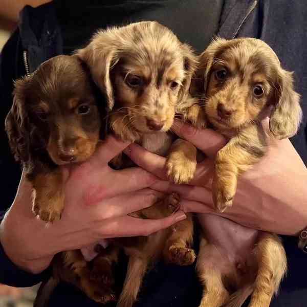 *Krásná štěňátka jezevčíků připravená na svůj trvalý domov!*